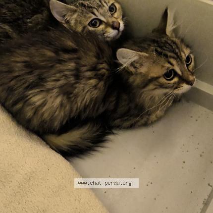 Foto 1/1 Ming Chat perdido en Reims