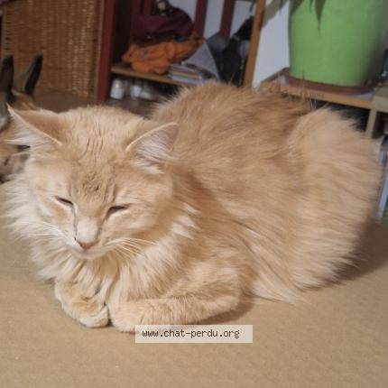 Foto 1/1 Caramel Chat perdido en Narbonne