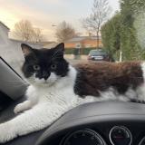 Foto del gato perdido en Lepontet