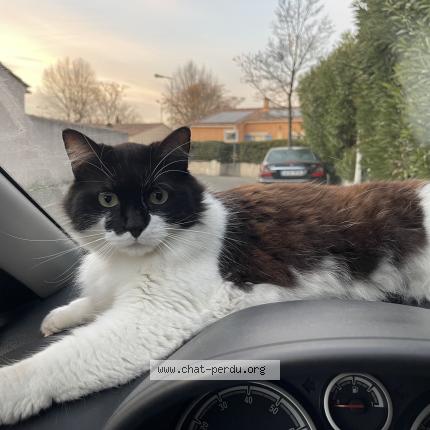 Foto 1/1 Sox Chat perdido en Lepontet