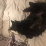 Foto del gato perdido en Le Sen