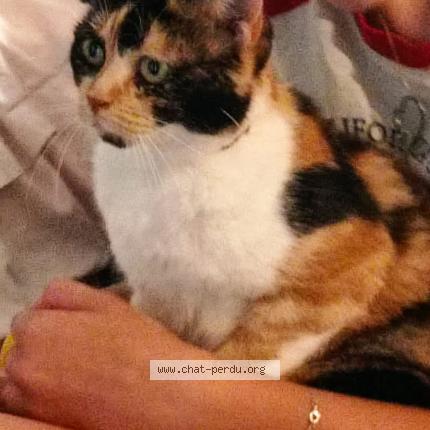 Foto 1/1 Choupette Chat perdido en Les grandes chapelles