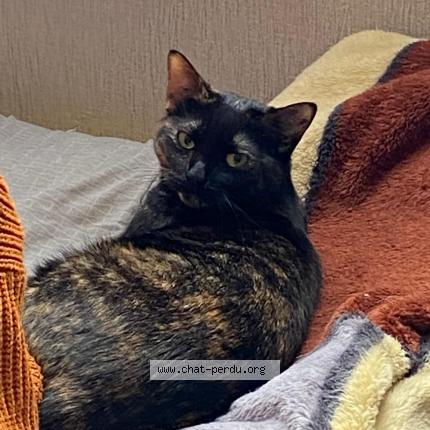 Foto 1/1 Gaïa Chat perdido en Limoges