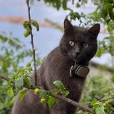 Foto del gato perdido en Roubaix