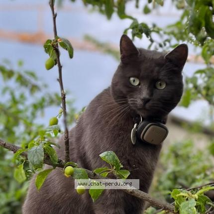 Foto 1/1 Agatha Chat perdido en Roubaix