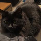 Foto del gato perdido en Bazemont