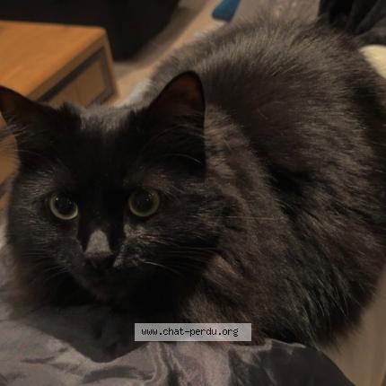 Foto 1/1 Choupette Chat perdido en Bazemont