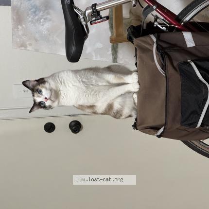 Foto 1/1 Beebo Chat perdido en Portland