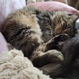 Foto del gato perdido en Charbuy