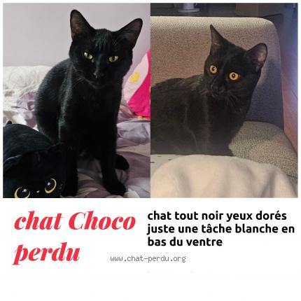 Foto 1/1 Choco Chat perdido en Le teich