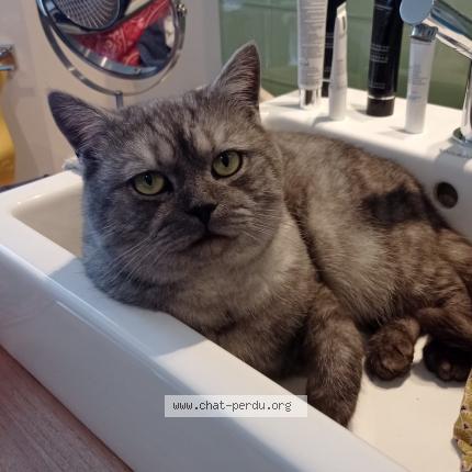 Foto 1/1 Fredo Chat perdido en Ferrieres