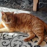 Foto del gato perdido en Sauzet