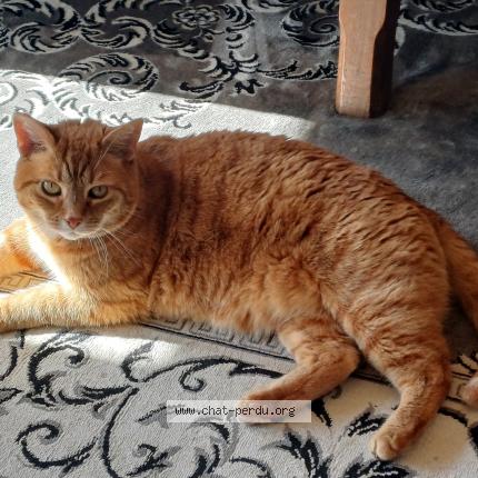 Foto 1/1 BELFAST Chat perdido en Sauzet