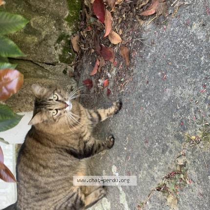 Foto 1/1 Gato encontrado Encontrado en Villeneuve