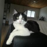 Foto del gato perdido en Feuchy