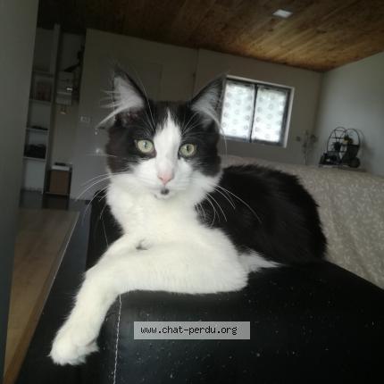 Foto 1/1 maga Chat perdido en Feuchy
