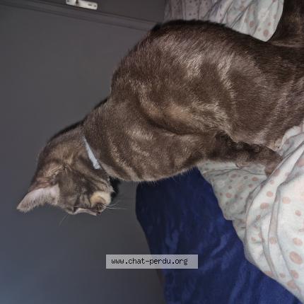 Foto 1/1 Iko Chat perdido en Saint leu la foret