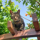 Foto del gato perdido en Leon