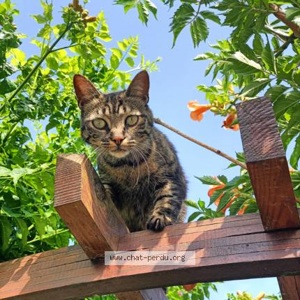 Foto 1/1 Ruby Chat perdido en Leon