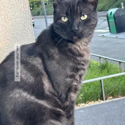 Foto 1/1 Manou Chat perdido en Lens