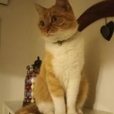 Foto del gato perdido en Aussonne