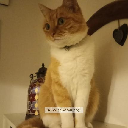 Foto 1/1 Minette Chat perdido en Aussonne