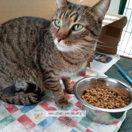 Foto 1/1 Gato encontrado Perdido en Draveil