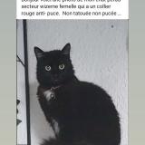 Foto del gato perdido en Wizernes