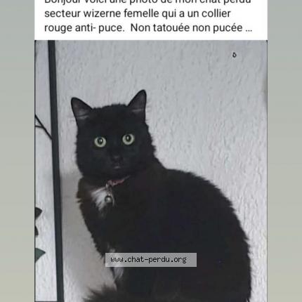 Foto 1/1 Bébé Chat perdido en Wizernes