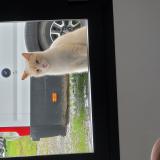 Foto del gato perdido en Goos