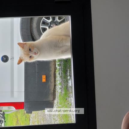 Foto 1/1 Mimi Chat perdido en Goos