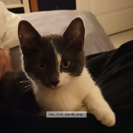 Foto 1/1 Bicha Chat perdido en Noisy le grand