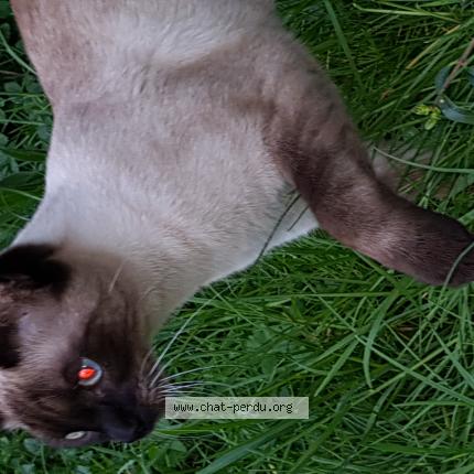 Foto 1/1 Gato encontrado Encontrado en Juvisy sur orge