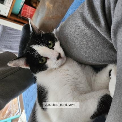 Foto 1/1 Zut Chat perdido en Floirac