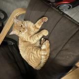 Foto del gato perdido en Montauban