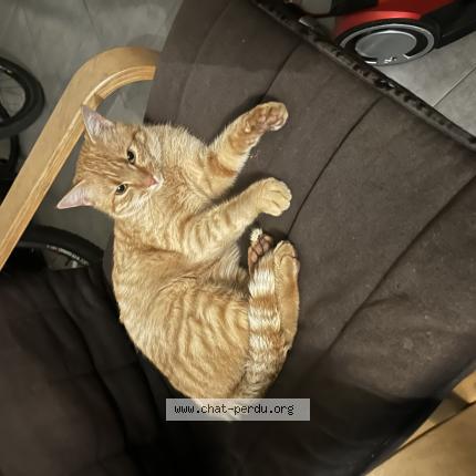 Foto 1/1 Minou Chat perdido en Montauban