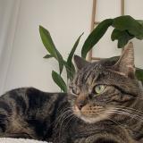 Foto del gato perdido en Toulouse