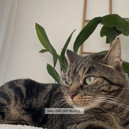 Foto 1/1 Peach Chat perdido en Toulouse