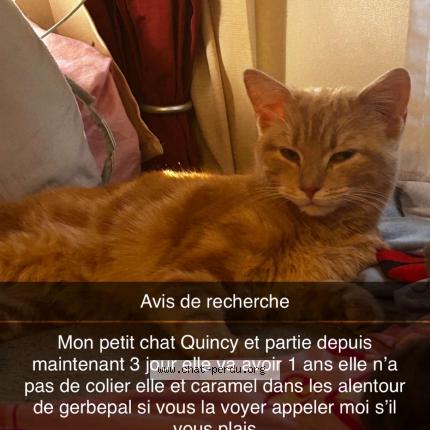 Foto 1/1 Quincy Chat perdido en Gerbepal