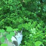 Foto del gato perdido en Bizanos