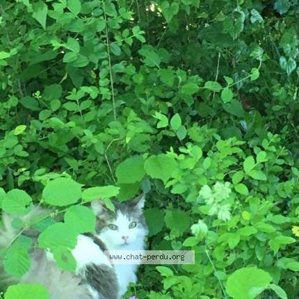 Foto 1/1 Grany Chat perdido en Bizanos