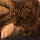 Foto del gato perdido en Rognonas