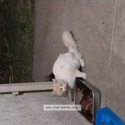 Foto 1/1 Gato encontrado Encontrado en Sauternes