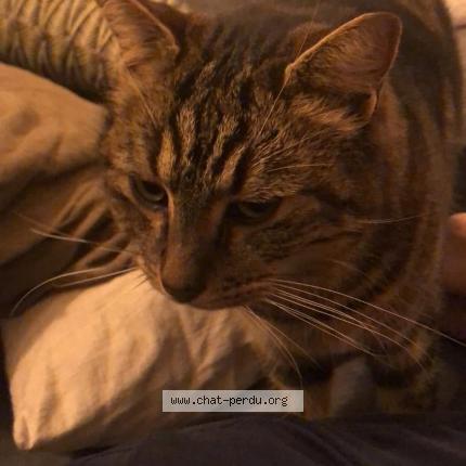 Foto 1/1 Popy Chat perdido en Rognonas