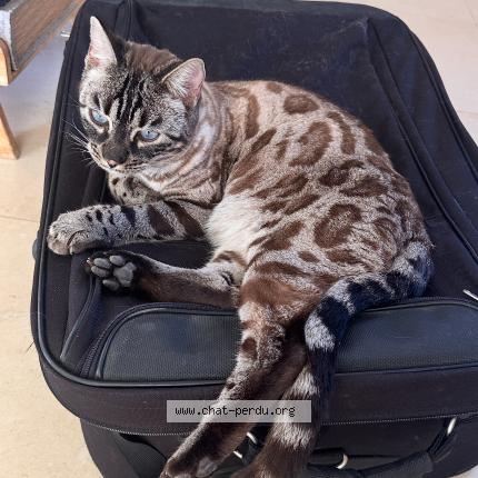 Foto 1/1 URuS Chat perdido en Grasse