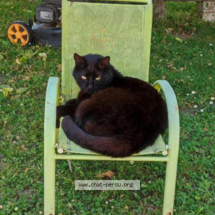 Foto 1/1 Balthazar Chat perdido en Vayres