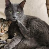 Foto del gato perdido en Cuers