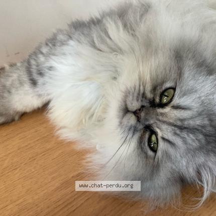 Foto 1/1 Hermès Chat perdido en Toulouse