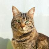 Foto del gato perdido en La Bruffiere