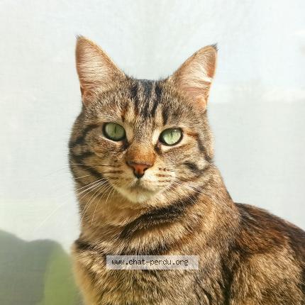 Foto 1/1 Tosca Chat perdido en La bruffiere